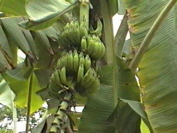 Bananes