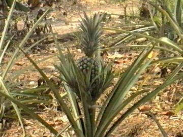 Ananas