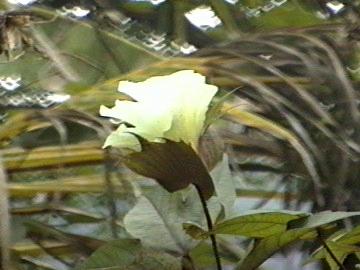 Fleur de Coton