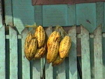 Fruit
