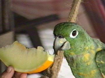 Perroquet