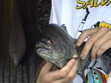 Piranha
