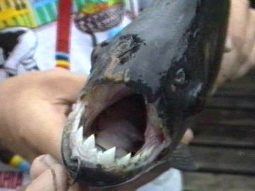 Piranha