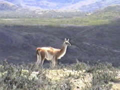 Lama chilien