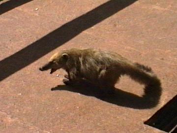 Coati