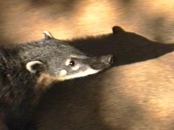 Coati