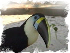 Entrer dans le site
